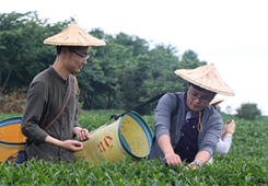 第二届“永福高山茶”寻茶之旅活动在漳平台创园举行