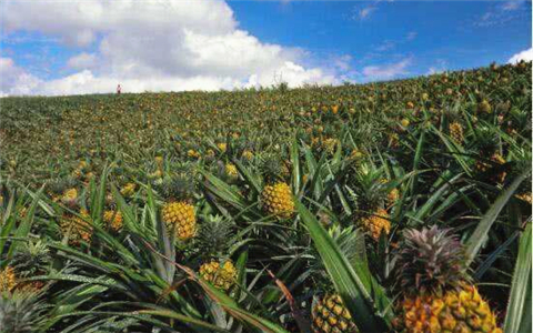 高雄“凤梨达人”的凤梨经