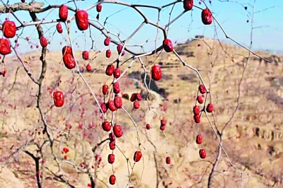 为了枣农不再哭泣:南开大学学生创业团队“农梦成真”