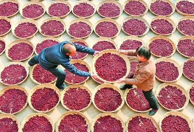 为了枣农不再哭泣:南开大学学生创业团队“农梦成真”