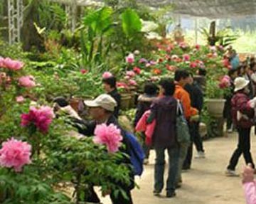 台湾南投办牡丹花季博览会 品种多样引游客驻足