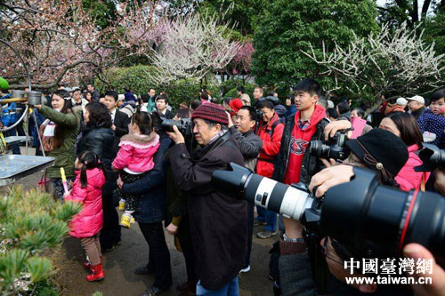 上海闵行千株梅盛开 台胞台属欣然来 上海闵行千株梅盛开 台胞台属欣然来