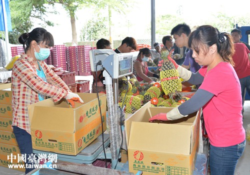 凤梨装箱运往大陆市场 凤梨装箱运往大陆市场