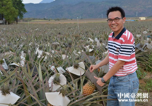 凤梨让大武山下的果农受了益 凤梨让大武山下的果农受了益