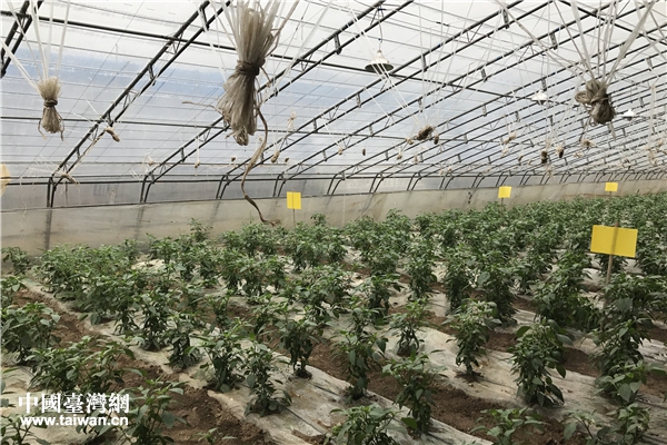 忠誠現代農業園大棚。（中國臺灣網 趙苗青 攝）