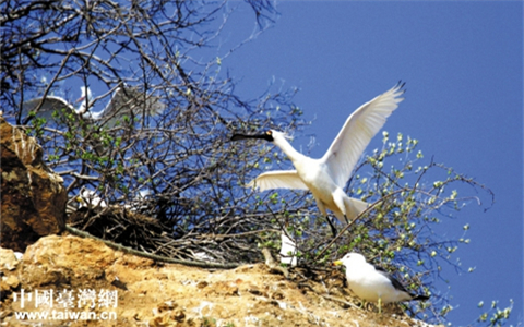 连台两地交流使者黑面琵鹭:我在庄河挺好的