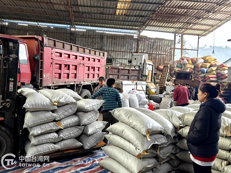 黔西南州新年首单50吨油茶籽输入台湾地域