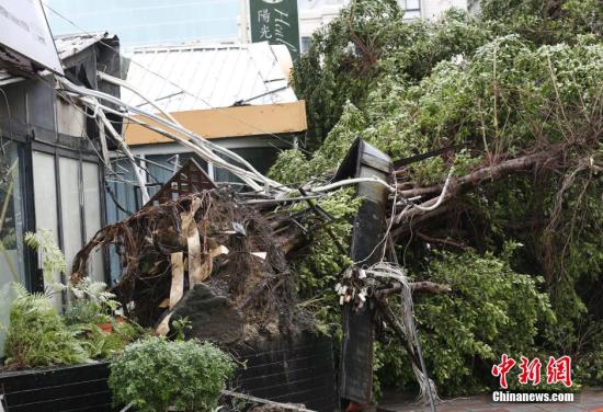 8月8日,今年最强台风“苏迪罗”(台湾称“苏迪勒”)登陆并随后“横穿”台湾,全台各地大受冲击,截至8日下午1时30分,已致6人死亡4人失踪,101人受伤。图为一颗大树被连根拔起。 <a target='_blank' href='http://www.chinanews.com/'><p align=