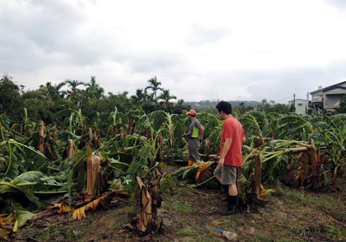 “苏迪罗”致台湾农业损失严重高官:尽快发救助金