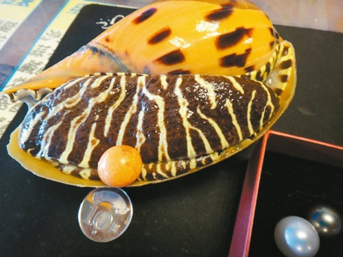 椰子螺生出“美乐珠”台湾海产店老板娘捡到宝