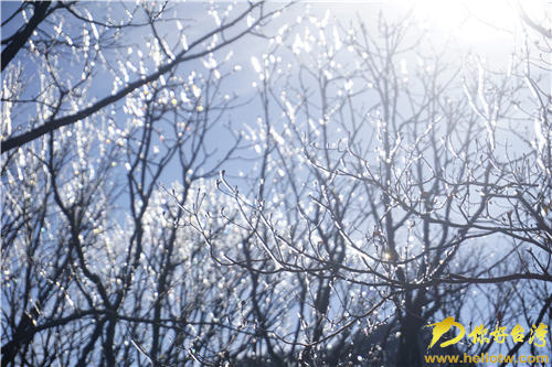 冬日黄山银装素裹 人间仙境引两岸媒体齐点赞 冬日黄山银装素裹 人间仙境引两岸媒体齐点赞