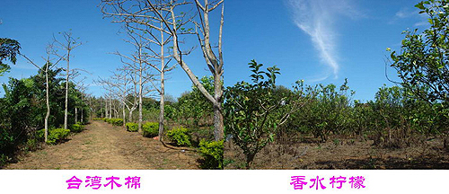 ̨����ҵ����ׯ԰ �������жȼٵĺ�ȥ��