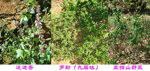 ̨����ҵ����ׯ԰ �������жȼٵĺ�ȥ��