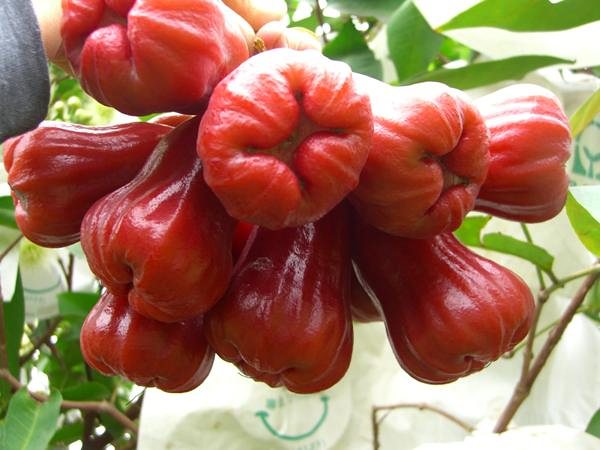 南方红色水果有哪些_台湾红色的水果有哪些_台湾红色长寿香烟价格