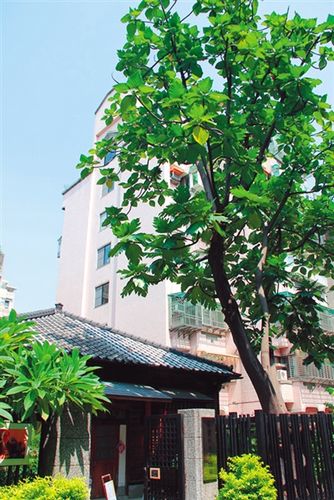 梁实秋先生一直想念门前这棵面包树。 梁实秋先生一直想念门前这棵面包树。