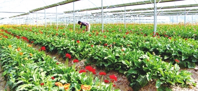 清流鲜切花卉苗木基地 清流鲜切花卉苗木基地