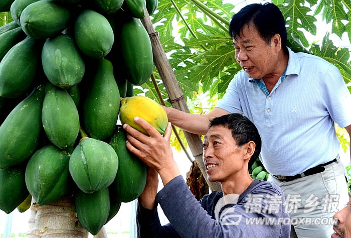 福清台湾农民创业园区推广台湾优良蔬果 福清台湾农民创业园区推广台湾优良蔬果