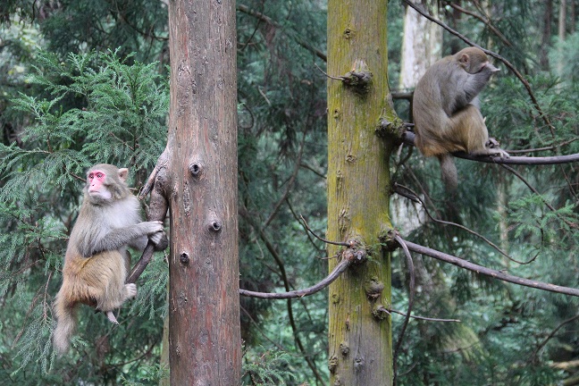 台航直飞张家界赏美景 秋冬旅游产品受欢迎