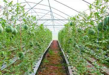 中央一号文件为两岸农业合作带来新商机 中央一号文件为两岸农业合作带来新商机