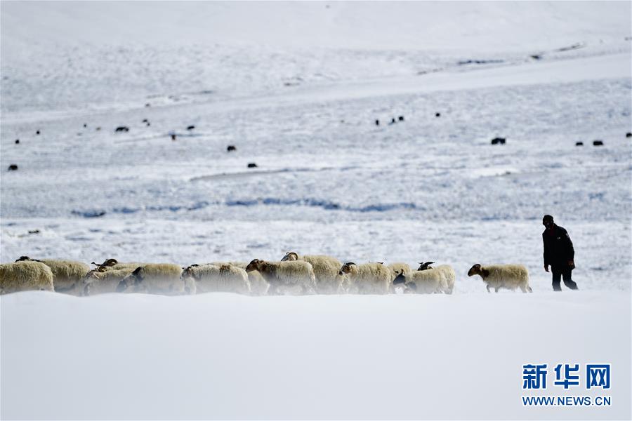(社会)(1)雪后的嘉塘草原