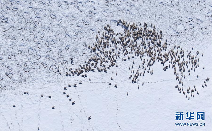 (社会)(2)雪后的嘉塘草原