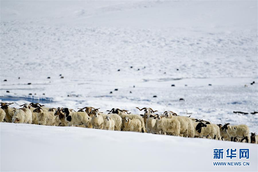 (社会)(3)雪后的嘉塘草原