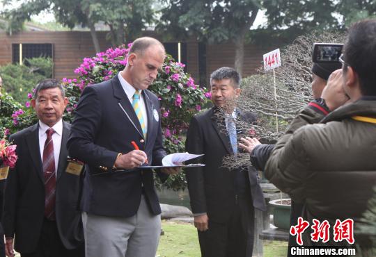 台湾收藏家获&ldquo;最多珍稀盆栽树收藏&rdquo;吉尼斯纪录