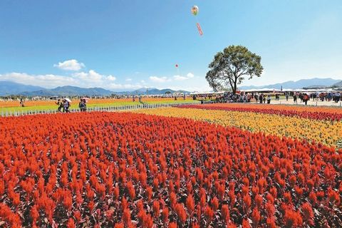 台中举办国际花毯节花仙邀你走进奇幻世界(图)