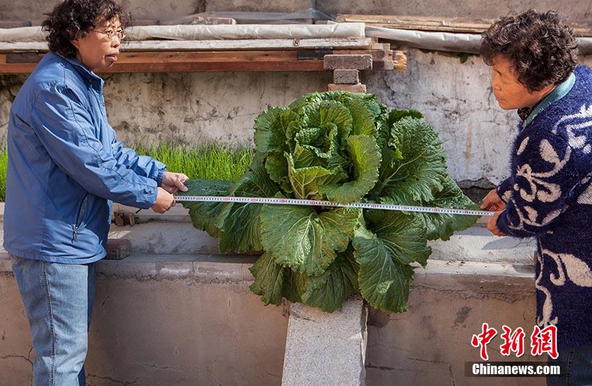 ˮ����ﳤ���ġ����ް԰ײˡ�  �������
