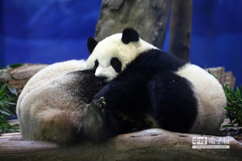 台北天气冷飕飕 大熊猫“圆仔”玩相扑取暖 台北天气冷飕飕 大熊猫“圆仔”玩相扑取暖