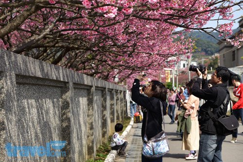 台湾阳明山樱花1月中旬将绽放揭开新年花季序幕