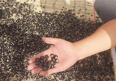 青海野生黑枸杞身价飞涨 1斤被炒至上万元