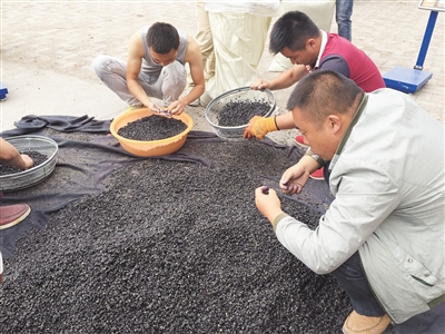 青海野生黑枸杞身价飞涨 1斤被炒至上万元