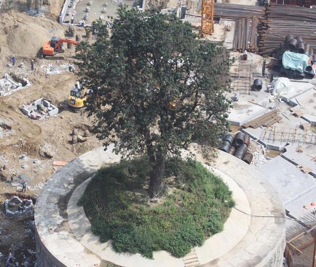 湖北襄阳旧城改造 花400万保护323岁古树(图)