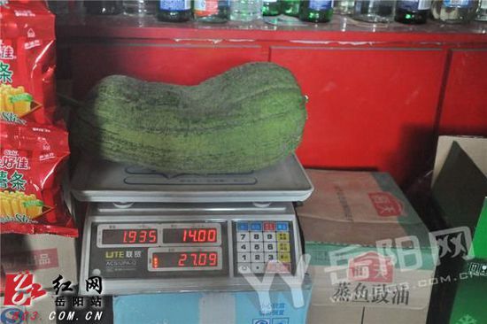 重达1500余克的丝瓜