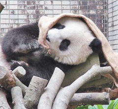 "Բ"ƻ ֽŲñ߳Ա泬ȣͼ