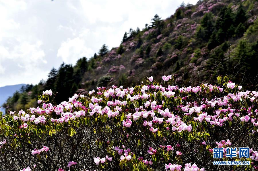 ��ũ�ܸ�ɽ�ž�ʢ��