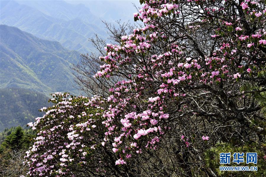 ��ũ�ܸ�ɽ�ž�ʢ��