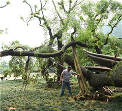 ������˷������������ ǧ��������۶϶����֦