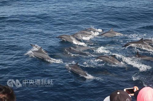 花莲距陆地不远的海面上5月9日出现抹鲸群。 来源:台湾“中央社”