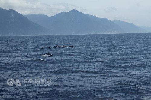 花莲距陆地不远的海面上5月9日出现抹鲸群。 来源:台湾“中央社”