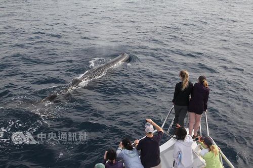 花莲距陆地不远的海面上5月9日出现抹鲸群。 来源:台湾“中央社”