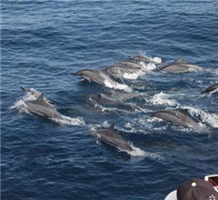 �����⺣�������־�Ⱥ �ο�ֱ������(ͼ)