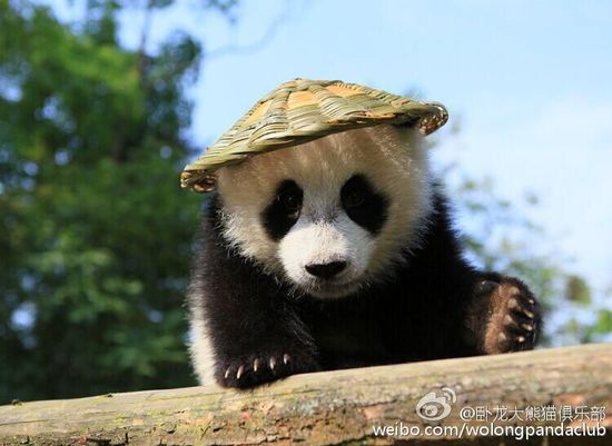 近日,四川碧峰峡基地的一岁大熊猫宝宝有了新玩具——背篓和草帽,背上背篓,戴上草帽,再加上逼真的表情,像极了《功夫熊猫》的主角阿宝。卧龙大熊猫俱乐部