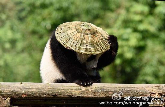近日,四川碧峰峡基地的一岁大熊猫宝宝有了新玩具——背篓和草帽,背上背篓,戴上草帽,再加上逼真的表情,像极了《功夫熊猫》的主角阿宝。卧龙大熊猫俱乐部