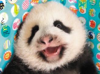 ��̨����è�����������Բ�С��Ե�Ʊ��ߣ�ͼ��