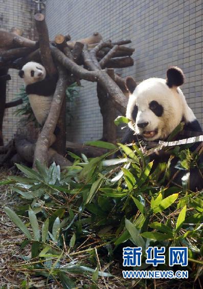 #(社会)(2)“圆仔”开始自行排便