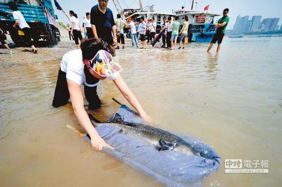 长江野生的中华鲟已濒临灭绝。图为民众在长江宜昌段放流中华鲟。图片来源网络