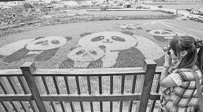 台湾农民的创意之道:从种田到“卖风景”的嬗变 台湾农民的创意之道:从种田到“卖风景”的嬗变