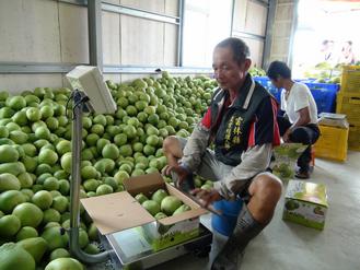 台湾云林县土产柚子外销大陆2万公斤先试水 台湾云林县土产柚子外销大陆2万公斤先试水